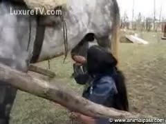 A gorgeous brunette licks the dick of a horse.